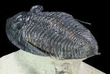 Flying Zlichovaspis Trilobite - Atchana, Morocco #71192-2